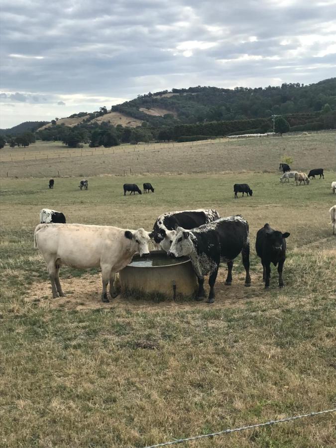 The Yarra Valley Couple Escape Yarra Glen Exterior photo